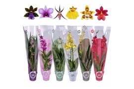 Orchidee 2 tak mix morelips met gekleurde showhoes