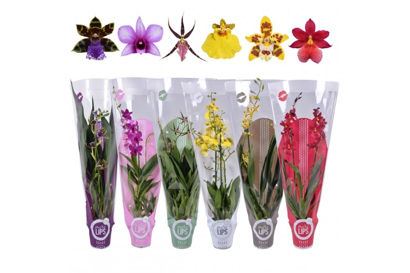 Orchidee 2 tak mix morelips met gekleurde showhoes 