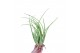 Tillandsia melanocrater xl 