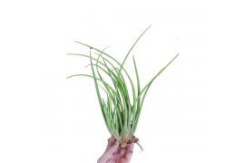 Tillandsia melanocrater xl