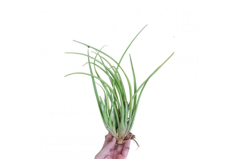 Tillandsia melanocrater xl 