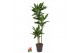 Dracaena frag. der. janet lind 90-60-30 