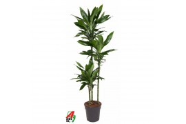 Dracaena frag. der. janet lind 90-60-30