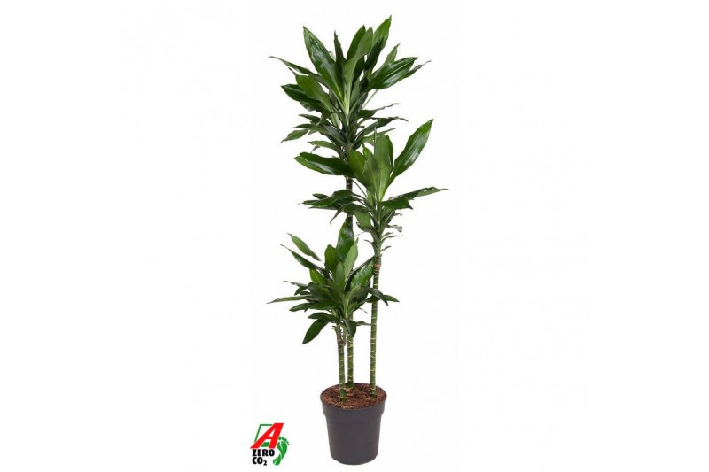 Dracaena frag. der. janet lind 90-60-30 