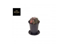 Gymnocalycum mihanovichii japan mix Gymno Cactus Variegated 1 pp