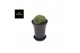 Cactus Gymno Spineless Bridge XXL 