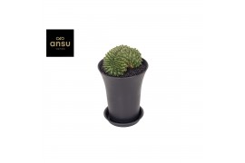 Cactus Gymno Spineless Bridge XXL