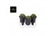 Cactus Gymno Spineless Bridge XXL 