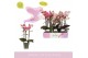 Phalaenopsis multiflora mix 3 tak aromio mix 