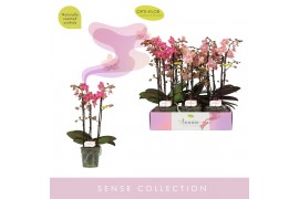 Phalaenopsis multiflora mix 3 tak aromio mix