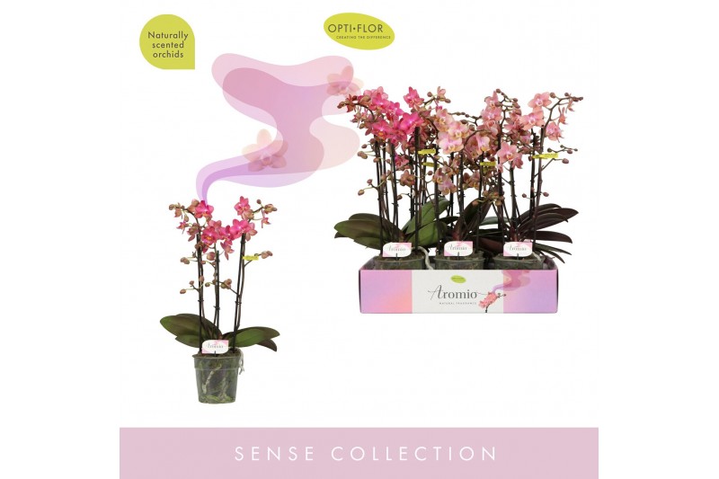 Phalaenopsis multiflora mix 3 tak aromio mix 