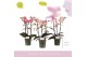 Phalaenopsis multiflora mix 3 tak aromio mix 