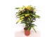 Codiaeum variegatum mango vertakt 
