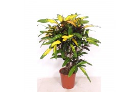 Codiaeum variegatum mango vertakt