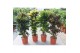 Codiaeum variegatum mix vertakt mixlaag 