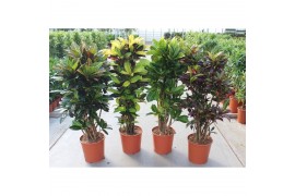 Codiaeum variegatum mix vertakt mixlaag