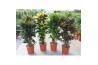 Codiaeum variegatum mix vertakt mixlaag