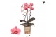 Phalaenopsis elegant cascade 2 tak niagara fall orange kolibri orchids 