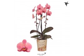 Phalaenopsis elegant cascade 2 tak niagara fall orange kolibri orchids