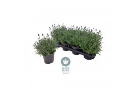 Lavandula hidcote angustifolia Lavendel angustifolia HIDCOTE overwinte