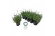 Lavandula angustifolia vienco early white Lavendel angustifolia Vienco 