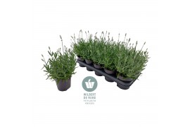 Lavandula angustifolia vienco early white Lavendel angustifolia Vienco