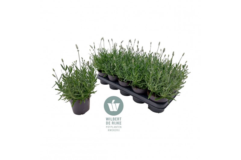 Lavandula angustifolia vienco early white Lavendel angustifolia Vienco 