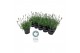 Lavandula angustifolia vienco early white Lavendel angustifolia Vienco 