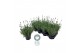 Lavandula angustifolia vienco early white Lavendel angustifolia Vienco 
