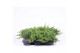 Juniperus procumbens nana 
