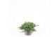 Juniperus procumbens nana 