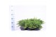 Juniperus procumbens nana 