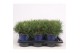 Pinus mugo subsp. mugo 