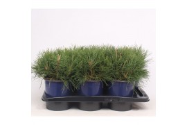 Pinus mugo subsp. mugo