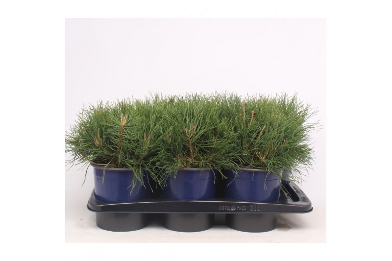 Pinus mugo subsp. mugo 