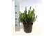Pinus mugo subsp. mugo 