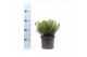Pinus mugo subsp. mugo 