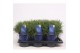 Pinus mugo subsp. mugo 