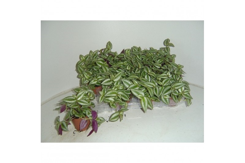 Tradescantia zebra 