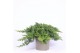 Juniperus procumbens nana 
