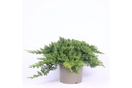 Juniperus procumbens nana