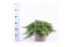 Juniperus procumbens nana 