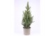 Picea glauca conica 