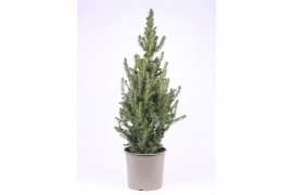 Picea glauca conica