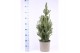 Picea glauca conica 