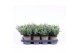 Juniperus horizontalis blue chip 