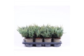 Juniperus horizontalis blue chip