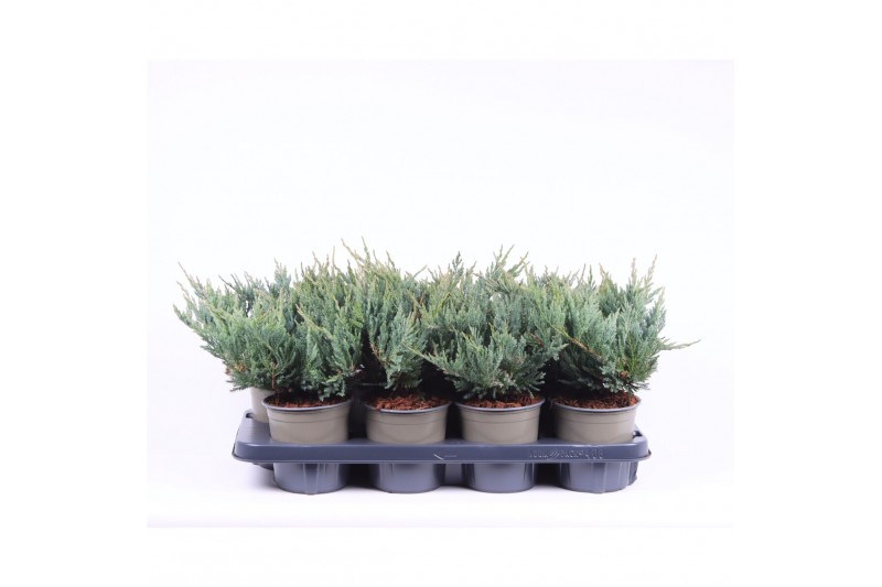 Juniperus horizontalis blue chip 