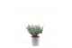 Juniperus horizontalis blue chip 