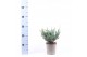 Juniperus horizontalis blue chip 